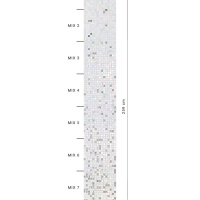 Мозаїка на розтяжці (сітка) Bisazza Narciso 32.2*258.8 см